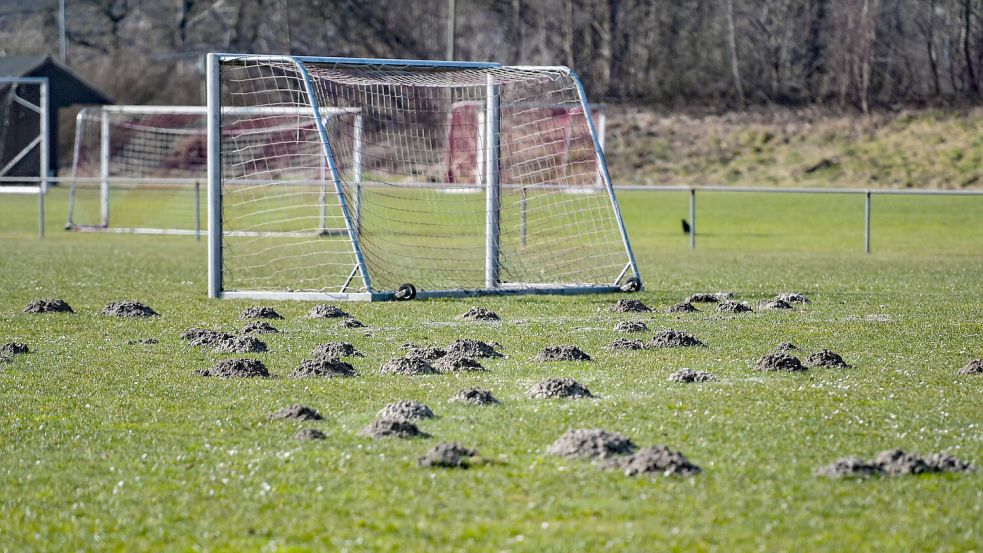 Ein Jugendtor und viele Maulwurfhügel zieren derzeit den zweiten Fußballplatz von Frisia Loga. Foto: Ortgies