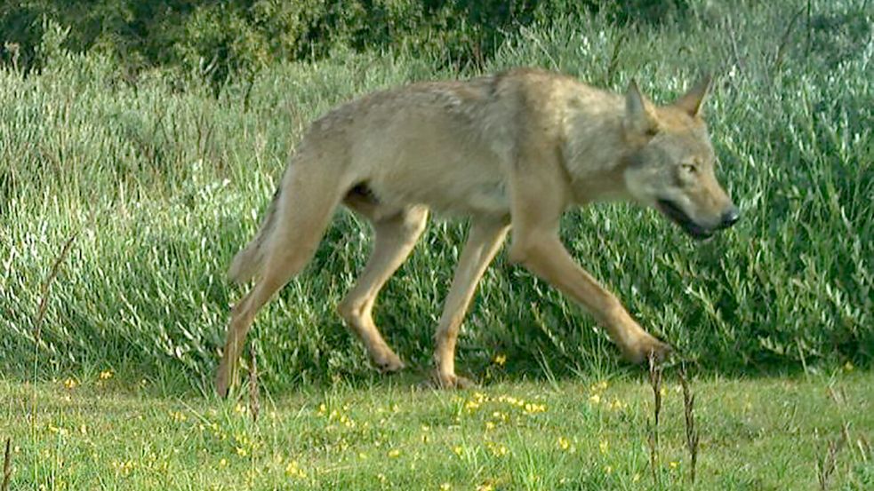 Der junge Wolfsrüde in der Fotofalle auf Norderney. Foto: Nationalparkverwaltung Niedersächsisches Wattenmeer