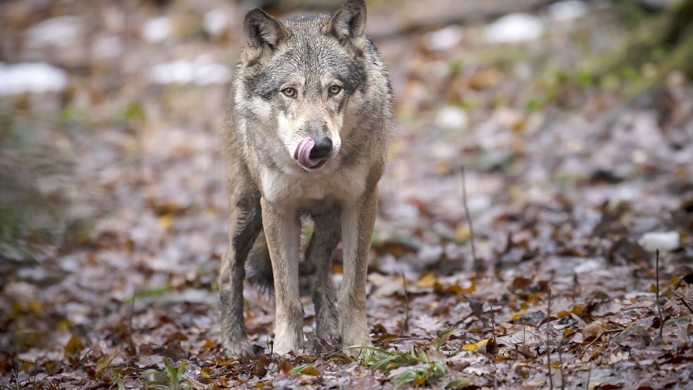 Dreimal wurden die Rissgutachter in diesem Jahr in Ostfriesland zu toten Weidetieren gerufen und entschieden jedes Mal auf Wolf als Verursacher. Foto: DPA