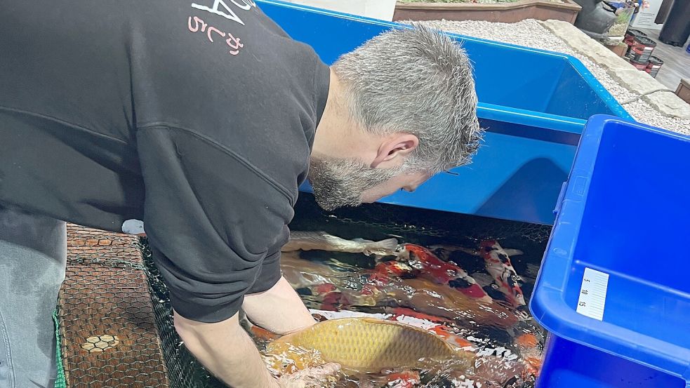 NORDICPOND bietet die wertvollste Koi-Auswahl Norddeutschlands.