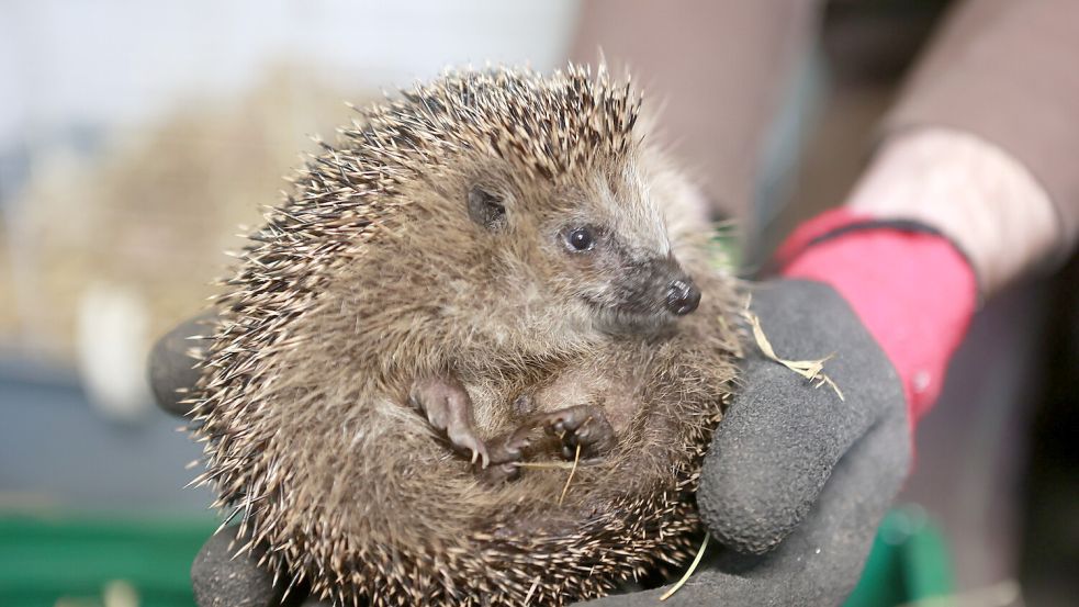 Ein kleiner Igel bei einer Untersuchung in einer Aufnahmestation. Foto: DPA