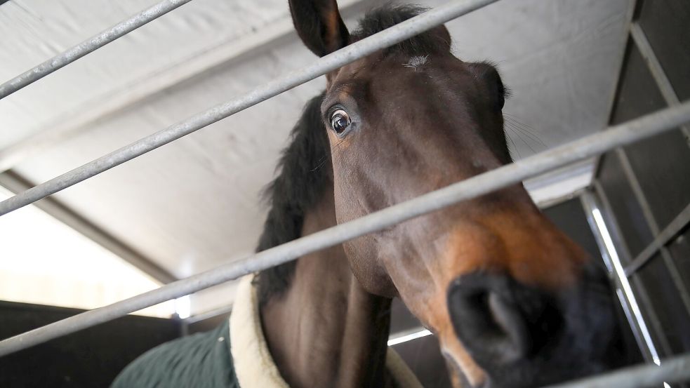 Nach einem Trainingssturz verstarb eine deutsche Nachwuchsreiterin. Foto: IMAGO/Klaudia Radecka