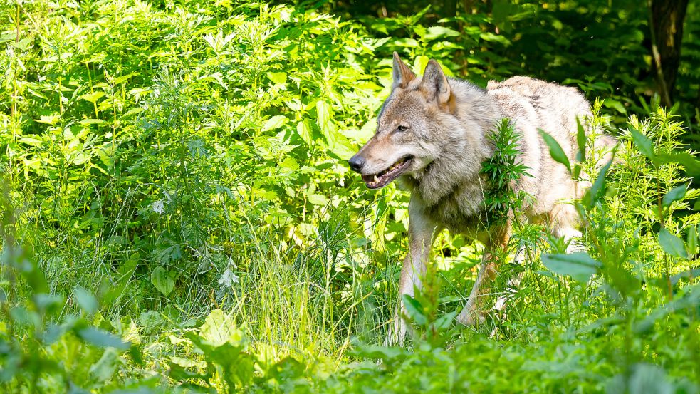 Das Symbolbild zeigt einen Wolf. Foto: DPA