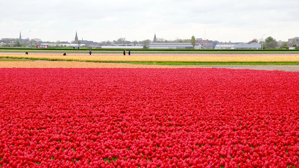 In den Niederlanden sind viele Felder mit Tulpenzwiebeln bepflanzt. (Archivbild) Foto: Wolfgang Stelljes/dpa-tmn