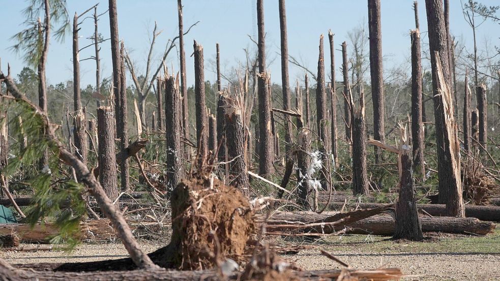 Ein Kiefernwald in Mississippi wurde durch einen Tornado zerstört. Foto: Rogelio V. Solis/AP/dpa