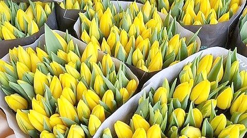 Tulpen aus Amsterdam: Die Besucher des Holland-Marktes können sich auf eine wahre Blumenpracht freuen.