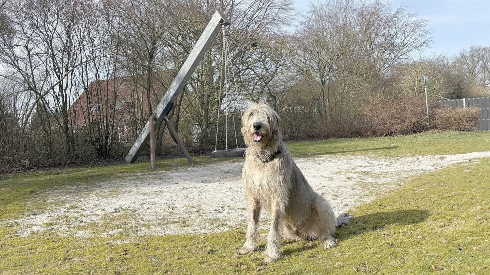 Ausnahmsweise posiert Hund Harvey für die Zeitung auf dem Spielplatz Diekelweg: Hunde sind hier eigentlich verboten. Foto: Löschen/Archiv