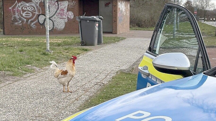 Die Polizei hat den Hahn „Hermann“ genannt. Foto: Polizei