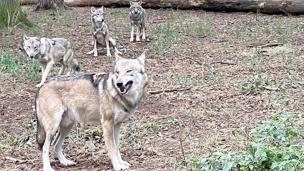 Ein Wolfsrudel bei der Fütterung im Hanauer Wildpark Alte Fasanerie. Foto: Bauer/dpa