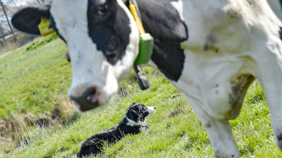 Ein Hütehund wie hier harmoniert gut mit den Kühen. Doch Hinterlassenschaften der Hunde auf den grünen Wiesen können zum Problem werden. Foto: Ortgies/Archiv