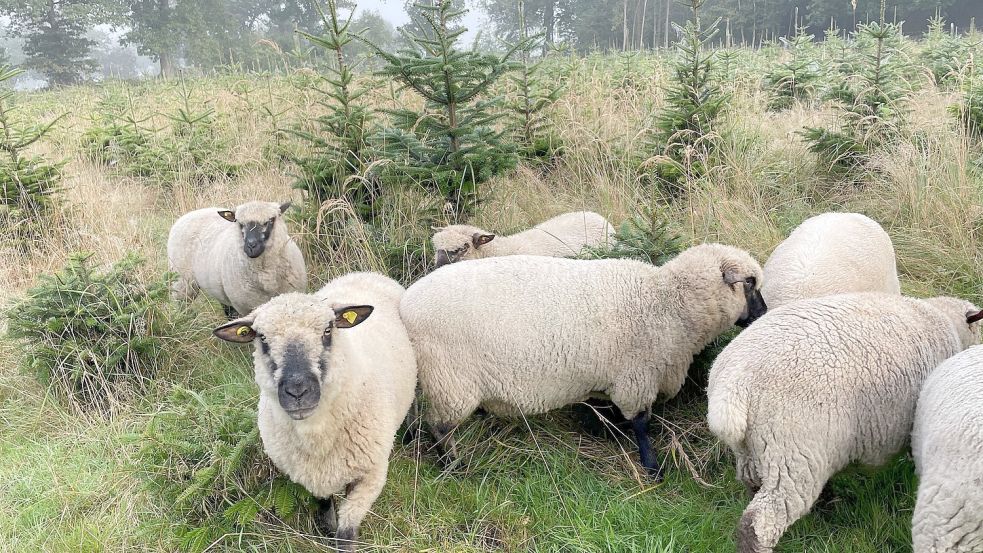 Nachhaltiger Tannenbaum FeinschmeckerSchafe kümmern sich um die