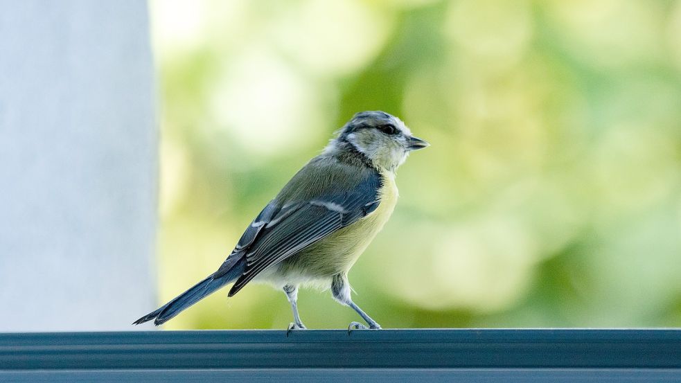 Warum klopfen Meisen an Fenster?