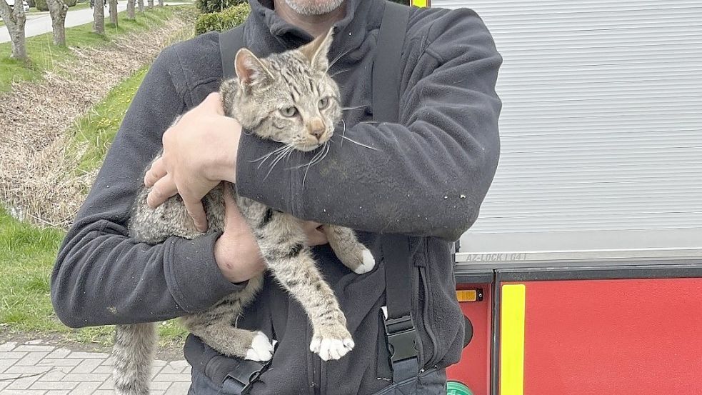 Tierischer Einsatz: Visquarder Feuerwehr Befreit Katze Aus Baum ...