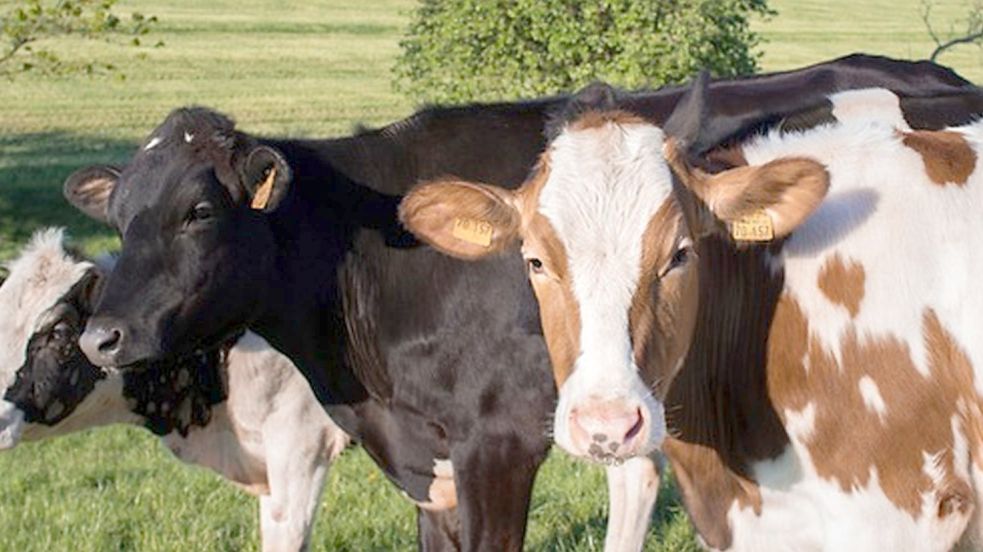 Zwei Kühe Und Drei Kälber Sind Tot Landwirt Wegen Tierquälerei Vor Gericht Ostfriesen Zeitung 