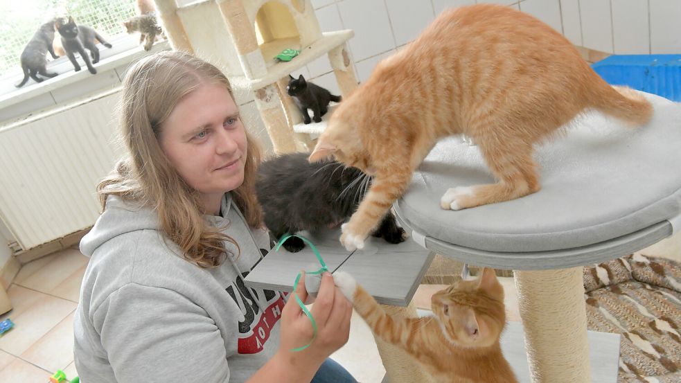 Strenge Abgabekriterien Trotz Voller Tierheime: Tierheim Wollte ...