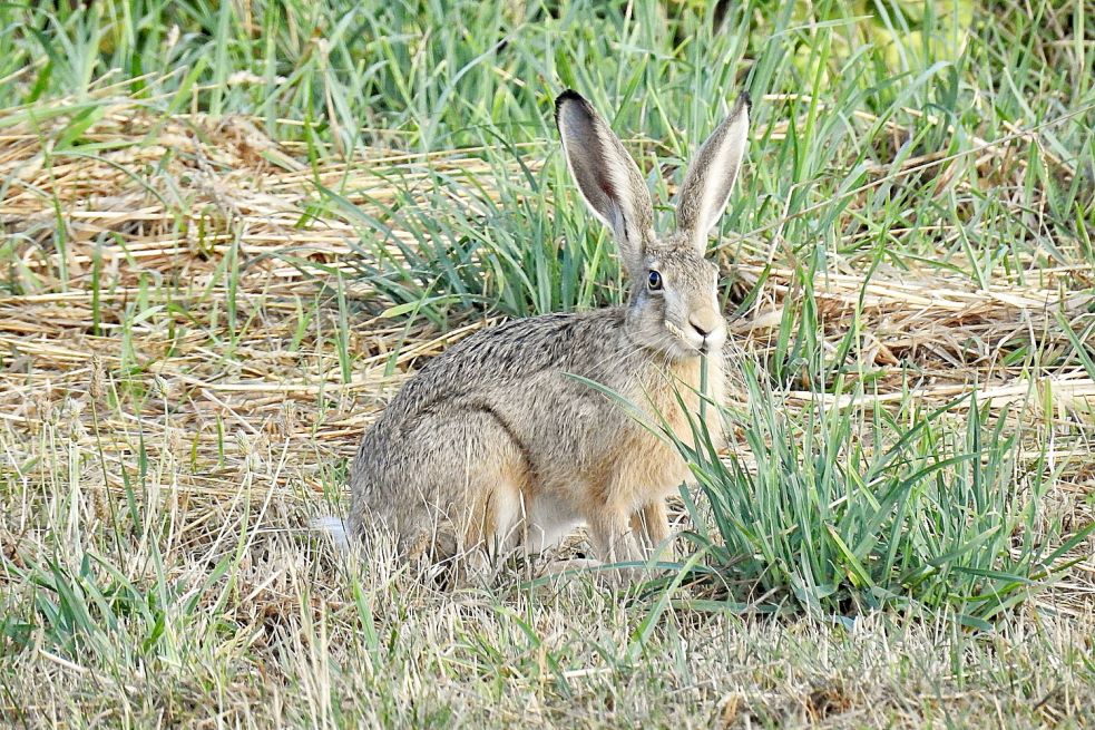 Hasenpest Auch Im Kreis Aurich - Ostfriesen-Zeitung